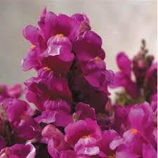 Floral Showers Lilac Snapdragon Seeds | 1000+ Antirrhinum majus | Dwarf Compact Soft Lilac Blooms for Garden & Cut Flowers
