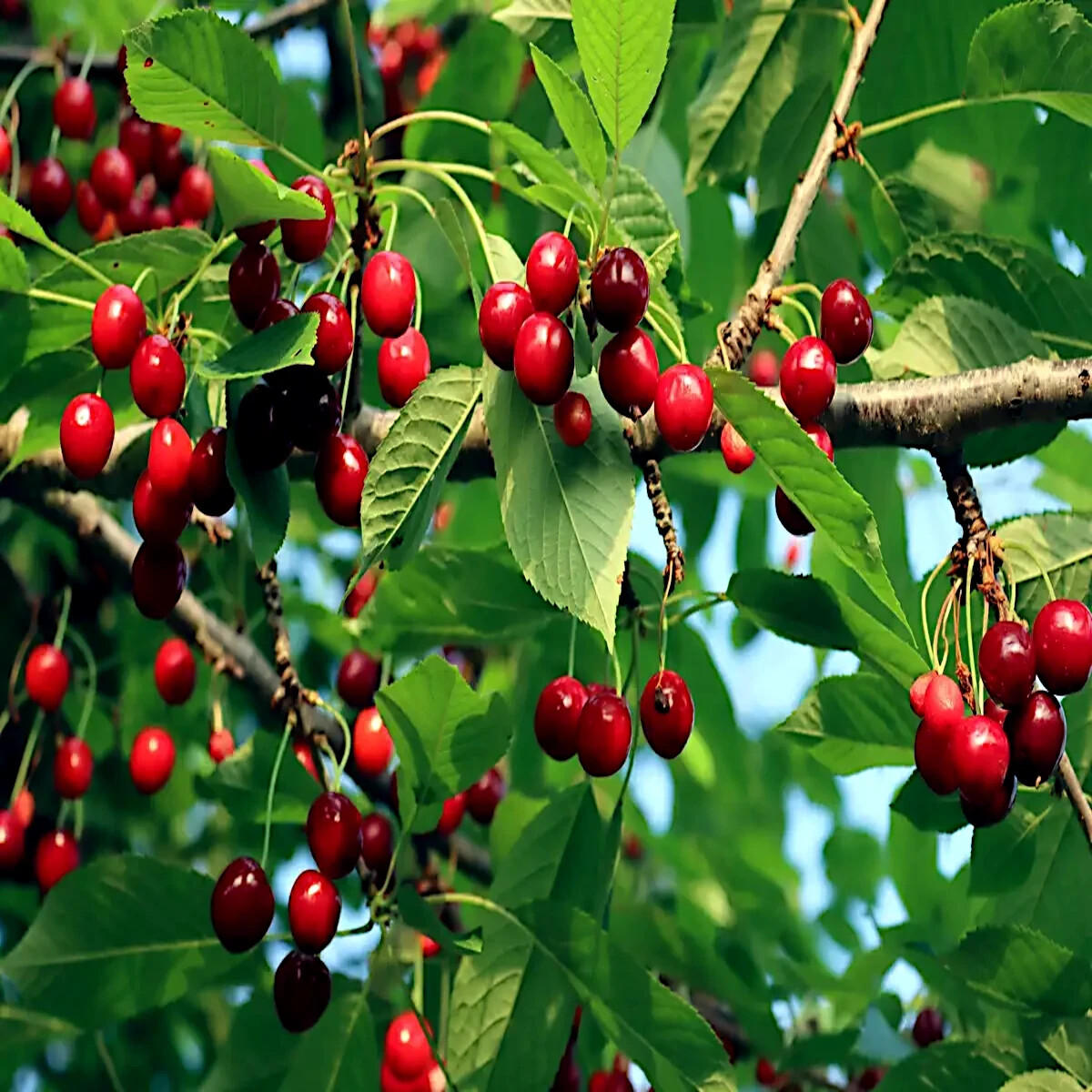 Sweet Mazzard Cherry Tree Seeds – Edible Hardy Fruit Tree, Fast-Growing Prunus avium, Zones 4-8