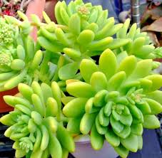 5 Live Sedum ‘Alice Evans’ Succulent Plant Cuttings | Drought-Tolerant, Compact Growth, Creamy Green Foliage, Stonecrop Variety