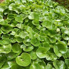 Wild Ginger Seeds – Asarum canadense – Native Groundcover with Heart-Shaped Leaves, Shade-Loving Woodland Plant, 100mg Seeds