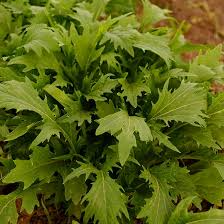 Mizuna Spinach Seeds 500mg Heirloom, Fast Growing, Mild Tender Leaves, High Yield, Container Garden, Brassica rapa var. japonica