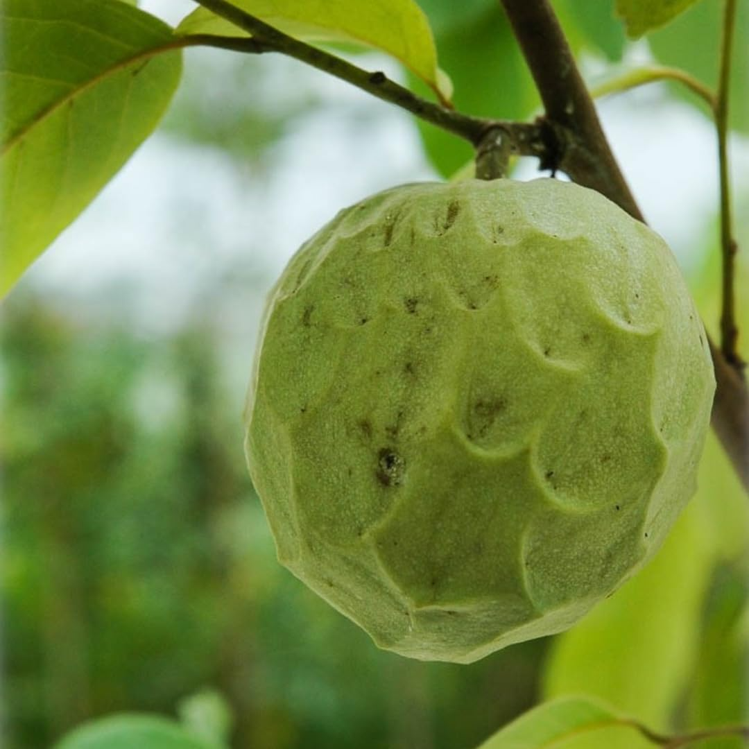 Cherimoya Plant with Pot | 8-Inch Live Seedling | Tropical Fruit Tree | Indoor & Outdoor Gardening