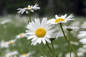 White Painted Daisy Seeds – 200+ Perennial Seeds with White Blooms & Yellow Centers, Pollinator-Friendly, Tanacetum coccineum