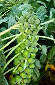 Brussel Sprouts Seeds 1g Heirloom Long Island Improved Brassica oleracea Compact, Cold-Hardy, High-Yield Vegetable Seeds