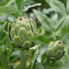 Artichoke Green Globe Seeds - Heirloom Cynara scolymus Edible Perennial Vegetable Plant Seeds