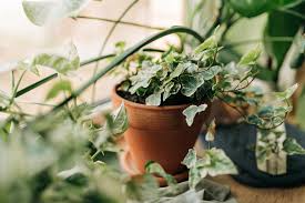 15 English Ivy Rooted Cuttings - Fast-Growing Privacy Vine, Hardy Climber, Hedera helix Indoor/Outdoor Plant