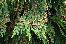 Incense Cedar Tree Seedlings – Live Bare Root Plants, Calocedrus decurrens, Hardy Evergreen for Privacy Screen & Ornamental Landscaping