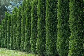 50 Thuja occidentalis Tree Seeds | White Cedar Arborvitae for Privacy Screen & Hedge Row | Evergreen Landscaping Plants