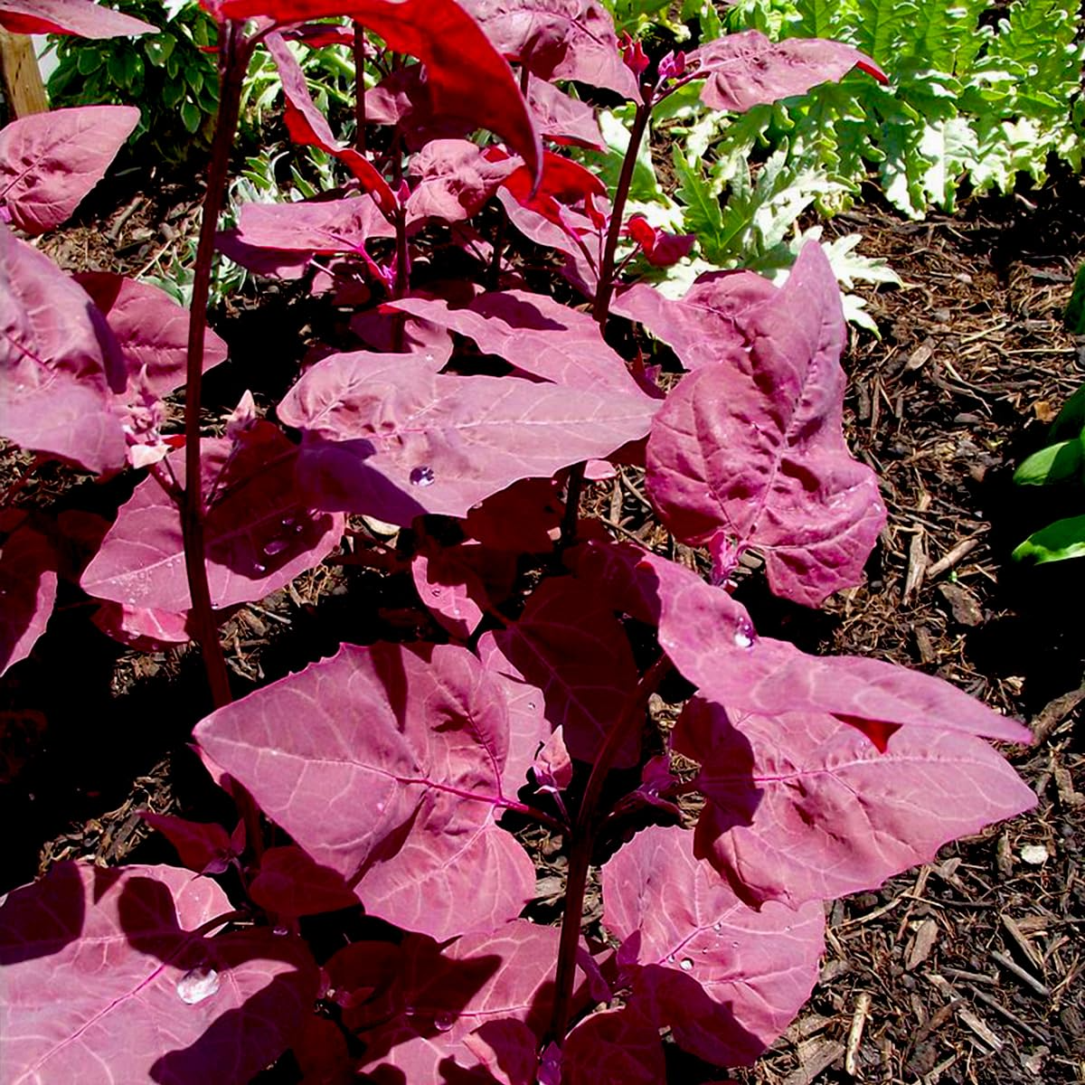 Bright Red Orach Seeds, French Spinach, Heirloom, Edible Leaves, Atriplex hortensis, 300 Seeds