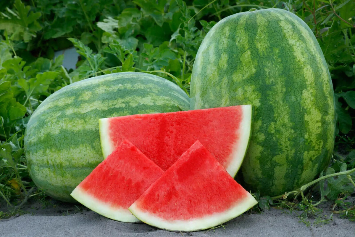 Seedless Secretariat Watermelon Seeds – USA Grown, Non-GMO, Juicy & Sweet Vining Fruit Plant for Garden Beds & Containers