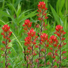 Native Wildflower Seeds - 50 Northwestern Indian Paintbrush Castilleja angustifolia v. dubia - Vibrant Red & Yellow Bracts, Pollinator-Friendly Perennial