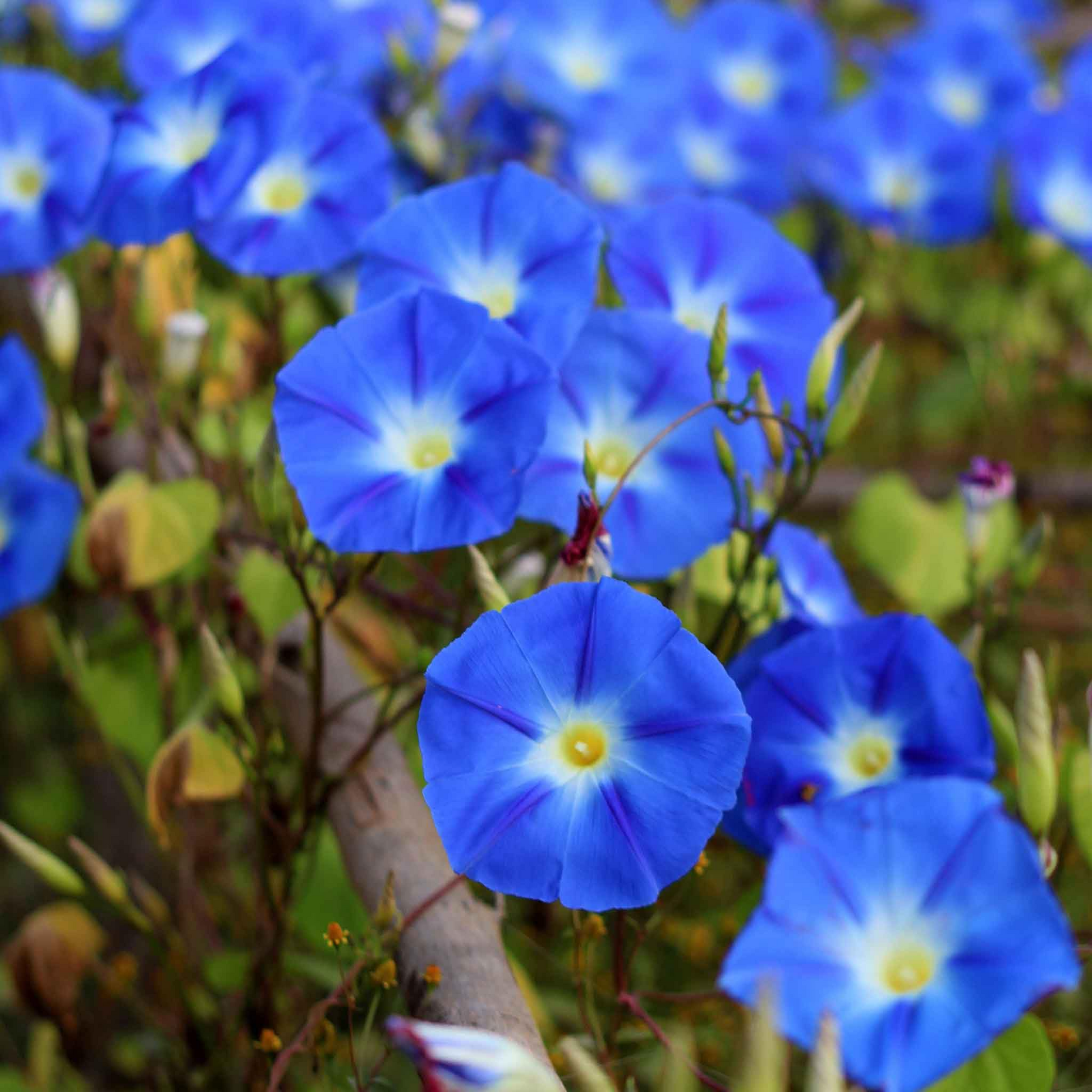 Heavenly Blue Morning Glory Seeds | Non-GMO | Vibrant Blue Trumpet Flowers | Climbing Vine | Ipomoea tricolor | Pollinator-Friendly