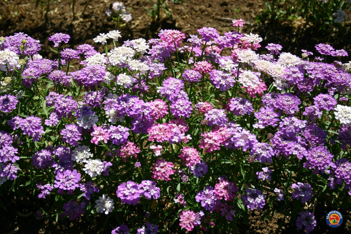 1000 Candytuft Seeds Mixed Colors Ground Cover Pollinator-Friendly Fragrant Flowers Iberis Umbellata Non-GMO