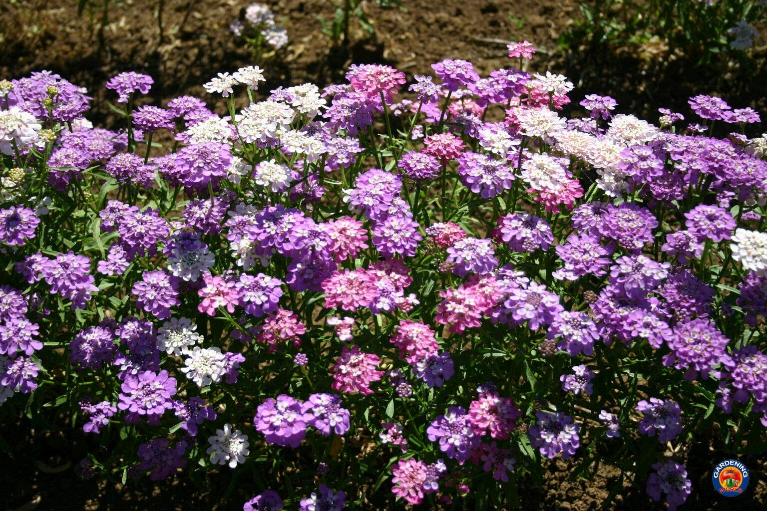 1000 Candytuft Seeds Mixed Colors Ground Cover Pollinator-Friendly Fragrant Flowers Iberis Umbellata Non-GMO