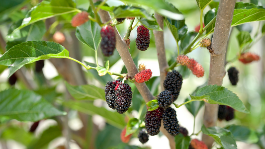 10 Mulberry Cuttings Morus alba Early Fruiting Easy-to-Root Fast Growing Edible Berries