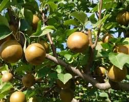 Korean Giant Asian Pear Scion – 3 Unrooted Grafting Cuttings for Edible Fruit Tree, Pear Grafting, Outdoor Garden Planting