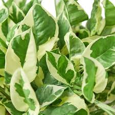 N’Joy Pothos Starter Plant - Variegated Indoor Vine with 2-3 Leaves, 3-5 Inches Tall, Epipremnum aureum ‘N’Joy’