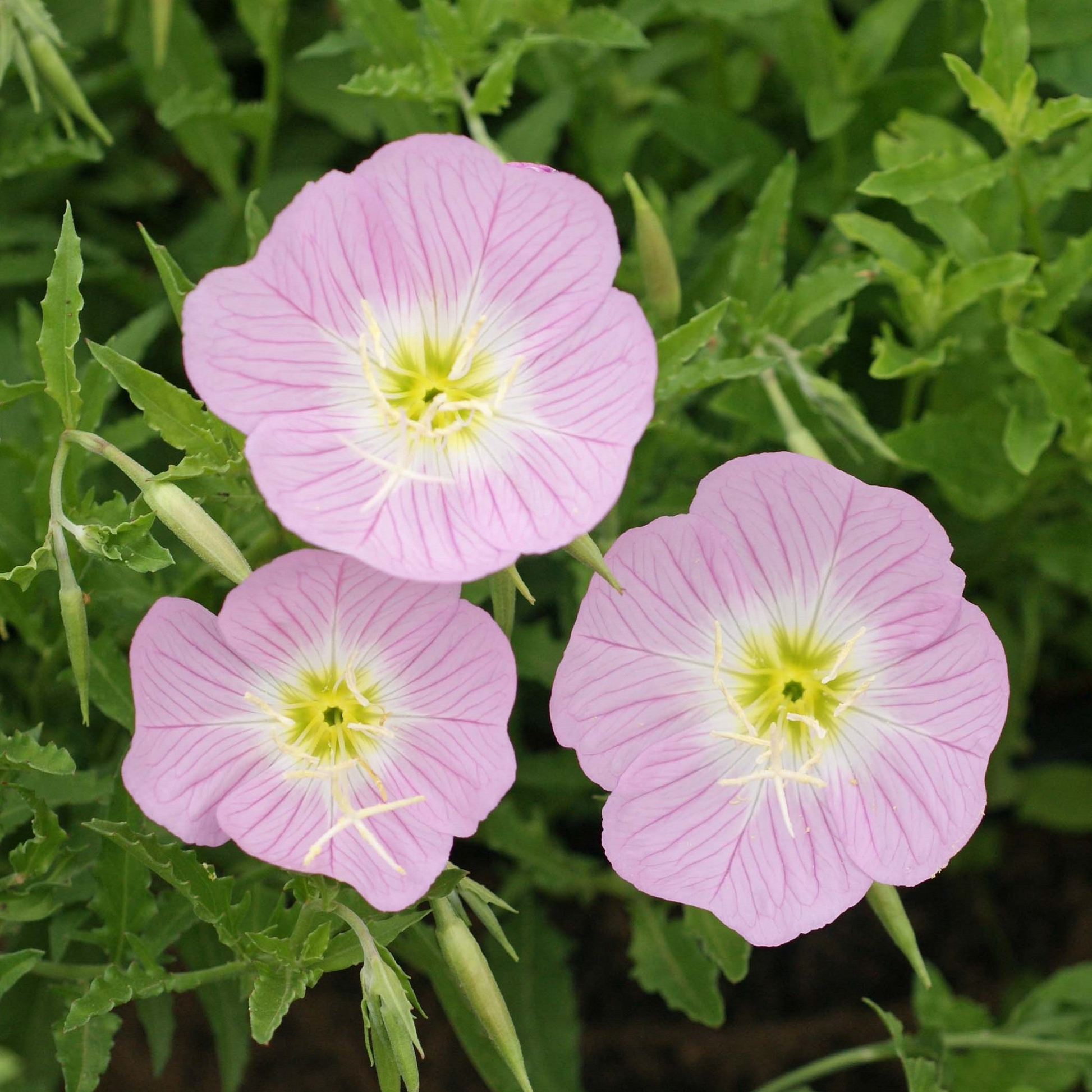 Showy Evening Primrose Seeds | Fragrant Pink Blooms | Drought Tolerant Perennial | Oenothera speciosa | Zones 4-9