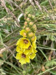Wand Mullein Seeds 25 Pack - Tall Biennial with Yellow Flower Spikes - Pollinator-Friendly Verbascum virgatum