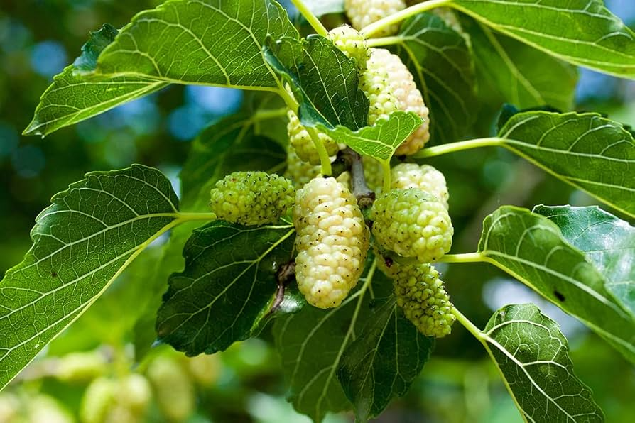 White Mulberry Tree Seeds (Morus alba) - Edible Fruit, Fast Growing, Garden Plant, Non-GMO, 50 Seeds