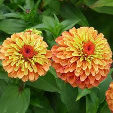 Queen Lime Orange Zinnia Seeds – Bicolor Blooms for Garden & Cut Flowers, Zinnia elegans, 100+ Seeds