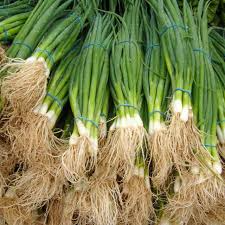 Onion Bunching Tokyo Long Seeds – Heirloom Green Onions, Mild & Flavorful, Fast Growing, High Yield, Garden & Container Planting