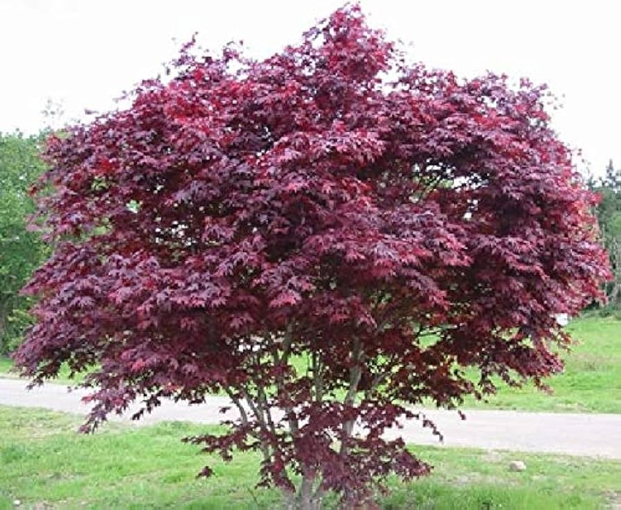 Bloodgood Japanese Maple Tree Cuttings – Live Unrooted 5-12 Inches for Grafting, Propagation, Ornamental Gardening