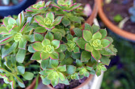 2 Bare Root Aeonium decorum ‘Green’ Succulent Plants – Rosette-Forming, Drought-Tolerant, Easy-Care Houseplant
