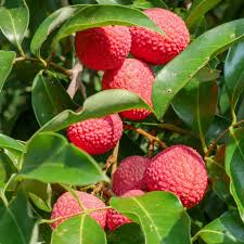 Lychee Brewster Seedling 6"-12" | Tropical Fruit Tree (Litchi chinensis) | Outdoor Starter Plant with Sweet Red Fruits