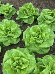 500 Seeds Bibb Lettuce Lactuca sativa Butterhead Salad Greens, Crisp and Tender, Perfect for Salads and Wraps