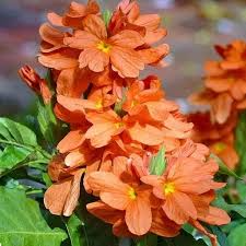 Orange Crossandra Live Plant - 1 Plug, Tropical Firecracker Flower, Vibrant Orange Blooms, Crossandra infundibuliformis