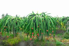 White Dragon Fruit Seeds – Edible Cactus, Pitahaya, Hylocereus Undatus, Indoor & Outdoor Growth, Drought-Resistant, Fast-Growing Plant