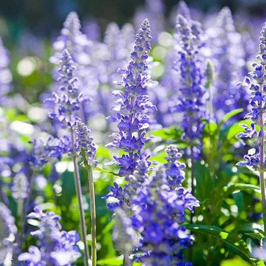 Hyssop Herb Seeds 600 Count, Culinary Aromatic Plant, Blue/Purple/Pink Flowers, Hyssopus officinalis