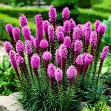Elegant Blazingstar Seeds 25 Pack | Liatris elegans Pink-Purple Flower Spikes | Pollinator-Friendly Wildflower for Gardens