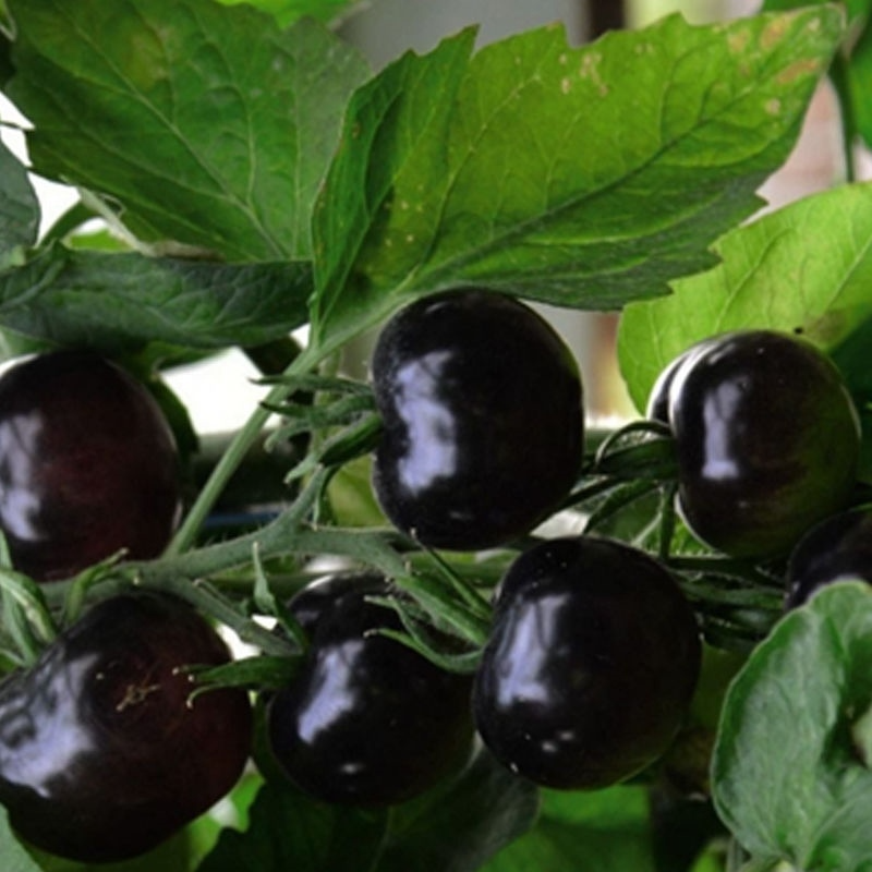 Black Cherry Tomato Seeds – Heirloom Solanum lycopersicum, Sweet Dark Purple Cherry Tomato, 30 Seeds