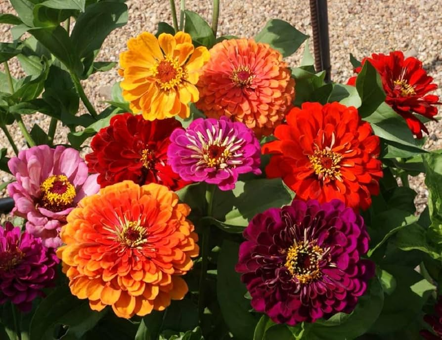 California Giants Mix Zinnia Seeds - Non-GMO, 5-Inch Blooms, Tall Cut Flowers, Pollinator Attracting, Zinnia elegans, USDA Zones 1-10