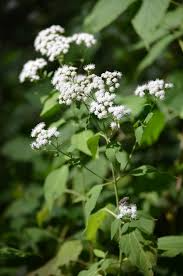 Ageratina altissima White Snakeroot Seeds – Native Perennial with White Flowers, Pollinator-Friendly for Woodland Gardens, 500 Seeds