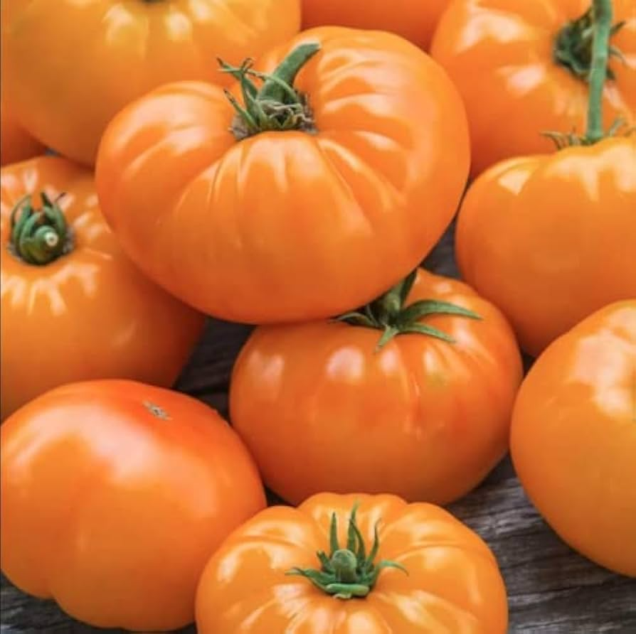 Amana Orange Tomato Seeds – Heirloom Beefsteak, High-Yielding, Slicing, Solanum lycopersicum, Bright Orange Fruits