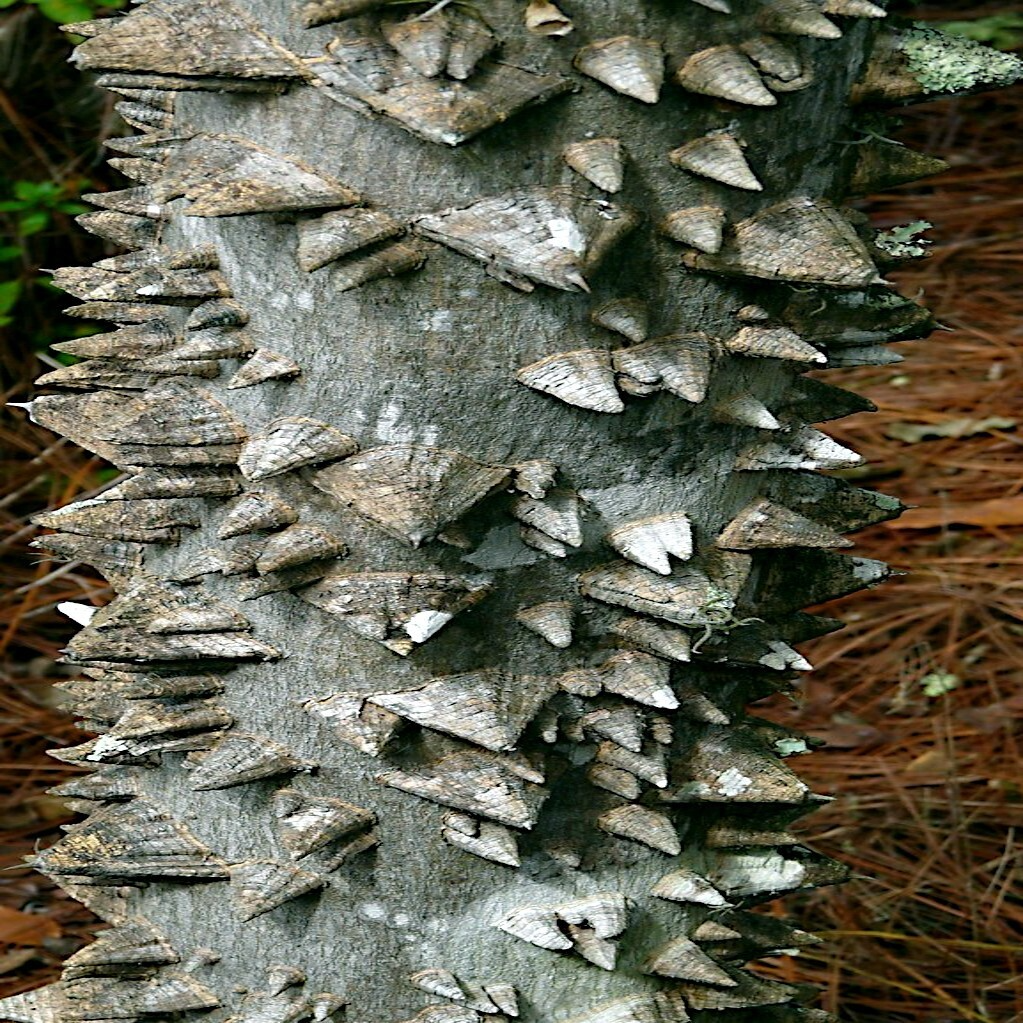Hercules' Club Tree Seeds - Zanthoxylum clava-herculis, Prickly Ash, Rare Fast-Growing, Full Sun, USDA Zones 7-9