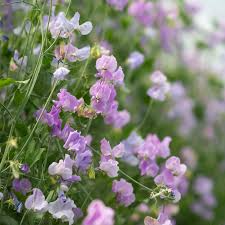 Serenity Sweet Pea Seeds – 50+ Pale Lavender Blooms for Trellises, Cottage Gardens & Cut Flower Arrangements – Lathyrus odoratus