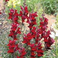 Black Prince Snapdragon Seeds 1000+ Deep Burgundy Blooms Antirrhinum majus for Gardens & Borders