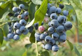 Blueberry Cuttings 10-Pack – Elizabeth & Chandler Hardwood, High-Yield Northern Highbush Shrubs, Easy to Root Vaccinium corymbosum