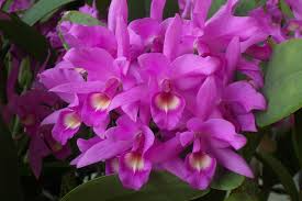 Cattleya Skinneri Orchid Seedling | 2-Inch Pot | Pink to Light Purple Blooms | Costa Rican National Flower | Live Tropical Orchid Plant