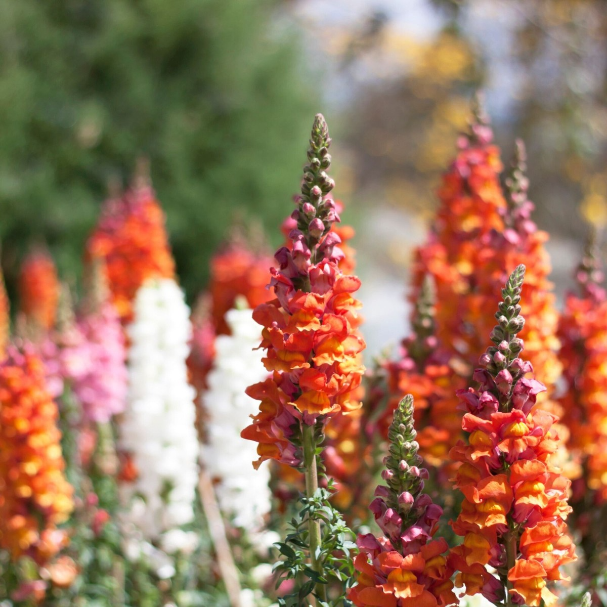 Antirrhinum majus Frosted Flames Snapdragon Seeds – 1000+ Heirloom Variegated Flower Seeds for Vibrant Garden, Pollinator-Friendly, Cut Flowers
