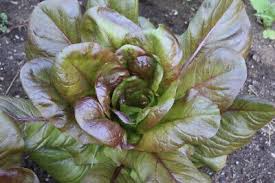Red Romaine Lettuce Seeds – Heirloom, Heat-Tolerant, Crisp & Sweet, Lactuca sativa, Perfect for Salads & Wraps