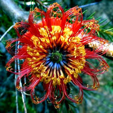 Lantern Banksia Seeds "Fireworks" (Banksia ericifolia) Exotic Drought-Tolerant Shrub, Full Sun, Coastal Garden Plant
