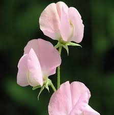 Sweet Pea Seeds – 50+ Rose-Pink Blooms Climbing Vine for Bouquets & Gardens – Lathyrus odoratus