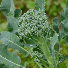 Broccoli Seeds 1g Green Sprouting Calabrese Heirloom Italian Brassica oleracea Vegetable Seeds