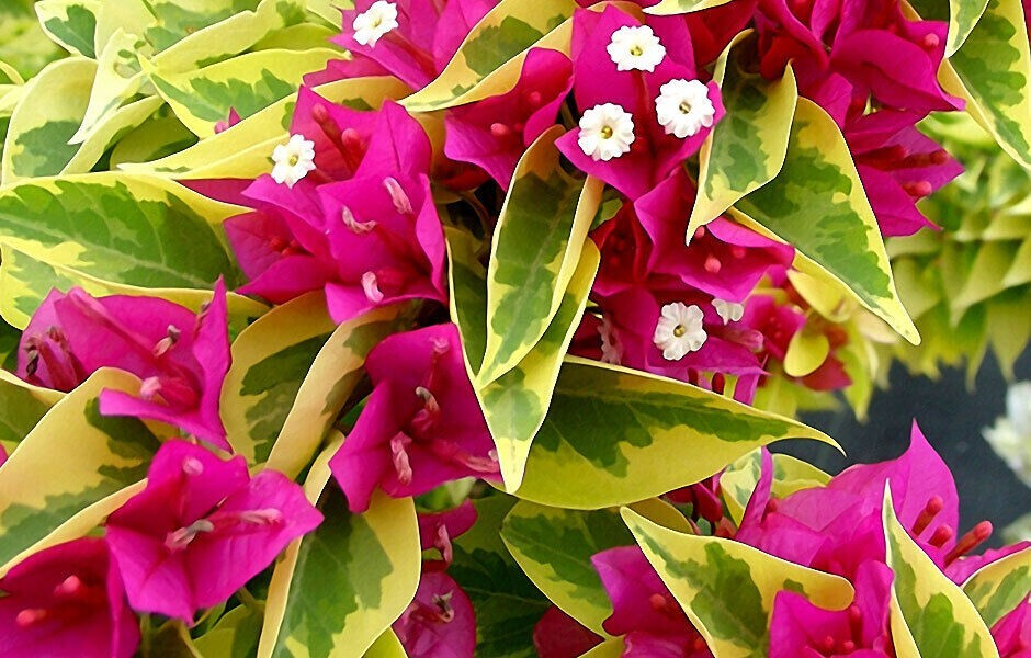 Pink Pixie Queen Bougainvillea Starter Plant, Vibrant Pink Blooms, Indoor & Outdoor Tropical Garden Plant, Drought-Tolerant, USA Seller