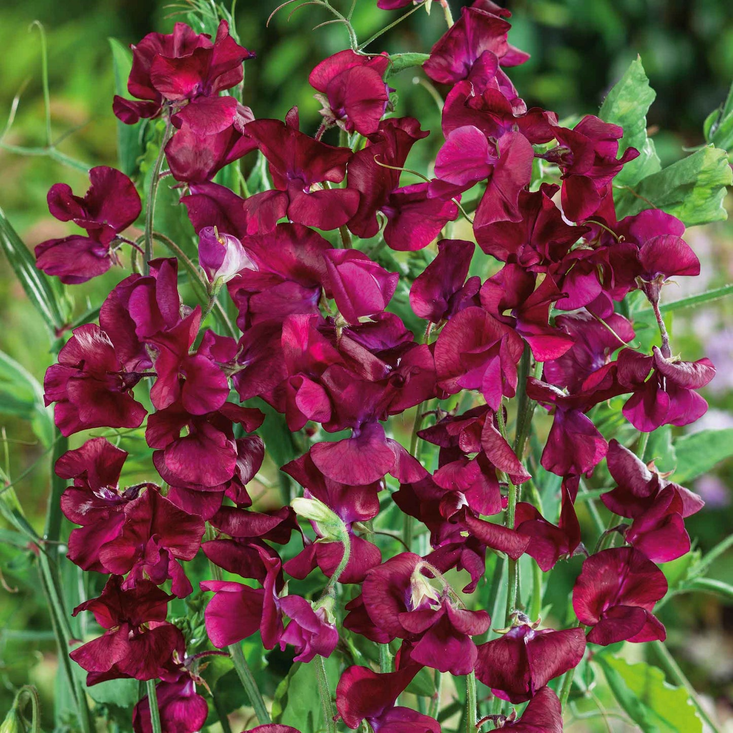 Royal Maroon Sweet Pea Seeds – 50+ Deep Burgundy Blooms Climbing Vine for Trellises, Bouquets & Cottage Gardens – Lathyrus odoratus